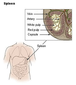 Position de la rate (spleen en anglais) en vue antérieure (vue de face)
