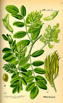  Astragalus glycyphyllos