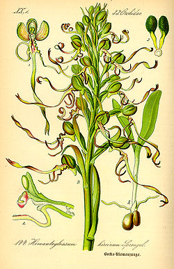  Orchis bouc, Himantoglossum hircinum