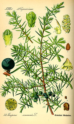  Genévrier commun (Juniperus communis)