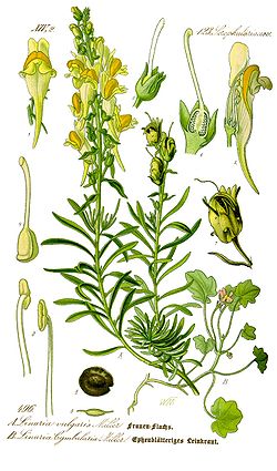  Linaire commune, Linaria vulgaris