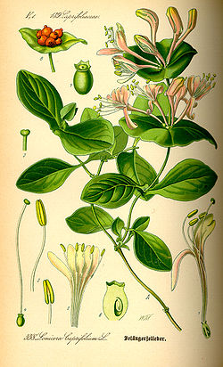  Lonicera caprifolium