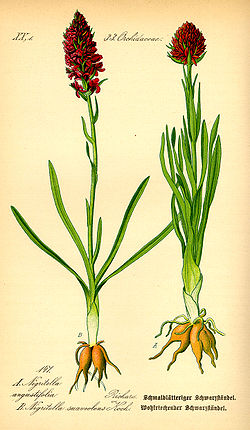  Nigritella rhellicani (celle de droite)
