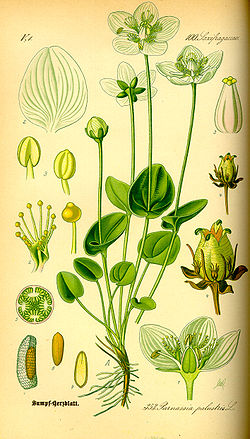  Parnassia palustris