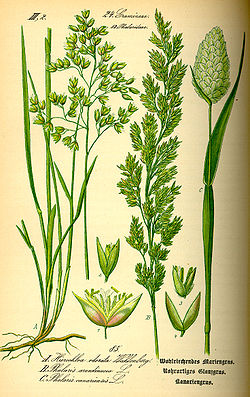 Phalaris canariensis (à droite)