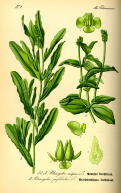  Potamogeton crispus et P. perfoliatus