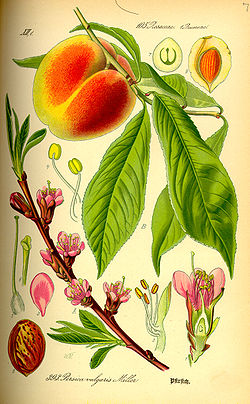  Prunus persica, le pêcher