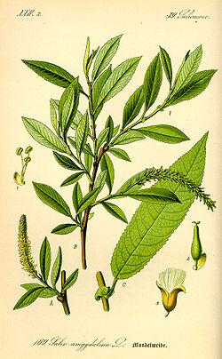  Salix triandra