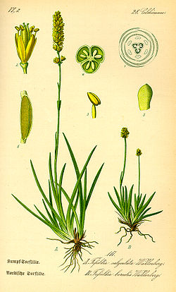  Tofieldia calyculata