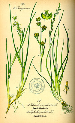  Scheuchzeria palustris