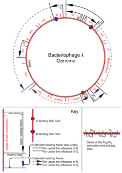  Génome du phage lambda