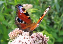  Papillon de jour typique (Inachis io)