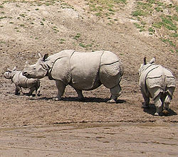  Rhinocéros indien