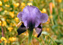  Fleur d'iris sp. Section Oncocyclus