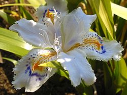  Iris du Japon (Iris japonica)