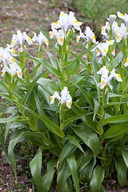  Iris magnifica