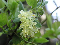 Fleurs de Lonicera caerulea var. kamtschatica