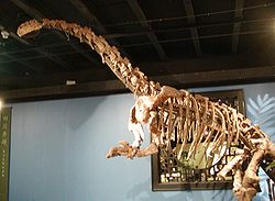 squelette monté de Jingshanosaurus xinwaensis