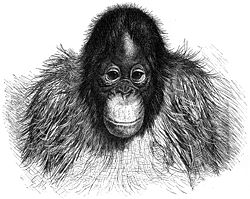  Jeune orang-outan, un dessin de Gustav Mützel