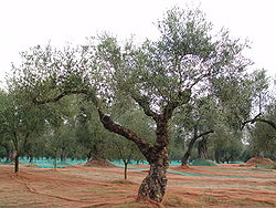  Plantation d'oliviers (Olea europaea)