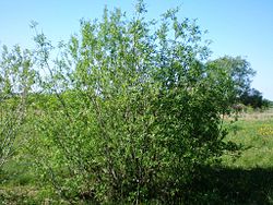  Salix viminalis