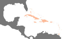 Carte des Antilles (en orange) dans la Caraïbe.