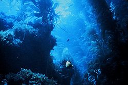 Kelp forest-blue.jpg