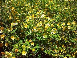  Kerria japonica