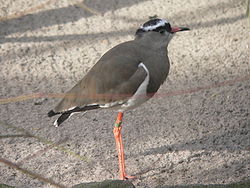  Vanneau couronné (Vanellus coronatus)