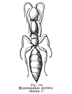  Parasclerogibba erythrothorax