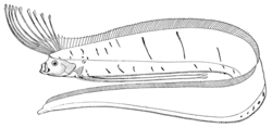  Le roi des harengs (Regalecus glesne)