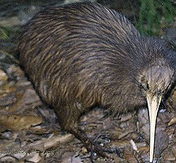Kiwi austral (Apteryx australis)