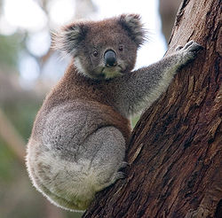  Koala (Phascolarctos cinereus)