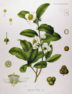 Camellia sinensis