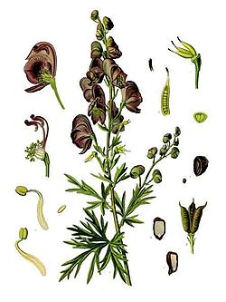   Aconitum napellus subsp. napellus