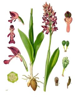  Orchis guerrier