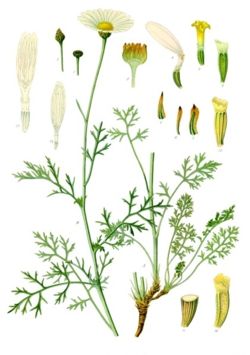  Tanacetum cinerariifolium
