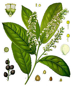 Prunus laurocerasus