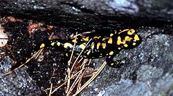  Salamandra corsica