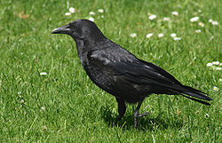  Corneille noire (Corvus corone)