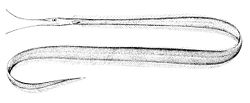  Labichthys carinatus