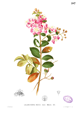  Lagerstroemia indica, le lilas des Indes