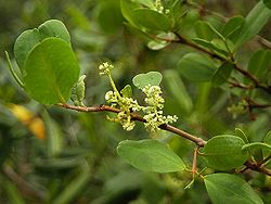  Laguncularia racemosa, détail