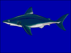 Requin-taupe commun