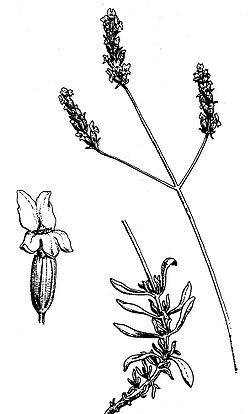  Lavande aspic (Lavandula latifolia)