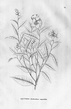  Lecythis angustifolia