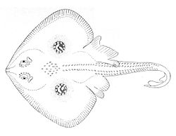  Leucoraja circularis