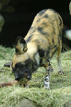  Le lycaon est un mammifère carnivore.