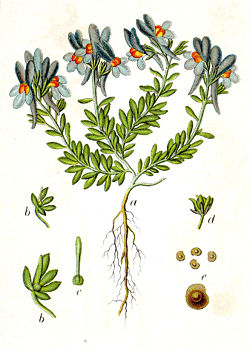  Linaria alpina