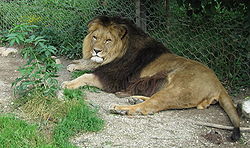  Lion d'Atlas